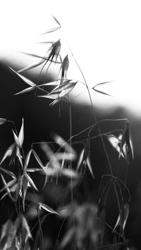 黑白世界-拍信图库