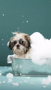 Why dog son had just finished washing bath is crazy 7