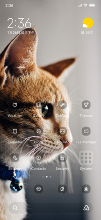 cat