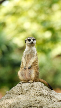 Three big brothers in the animal world 64