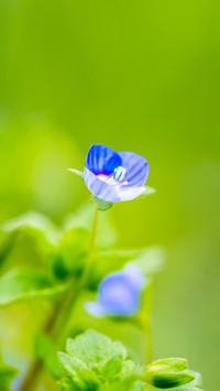 Grandma nas blue little surprise
