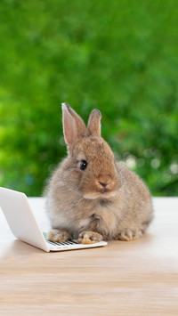 Lovely baby rabbit cleaning body sitting with laptop