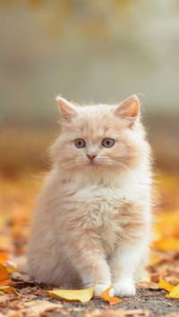 可人清新小猫咪-锐景创意