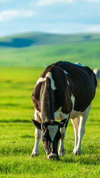 Summer outdoor at the dairy farm