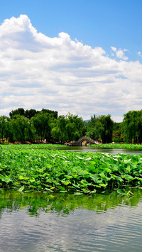 Old Summer Palace Summer Scenery 71