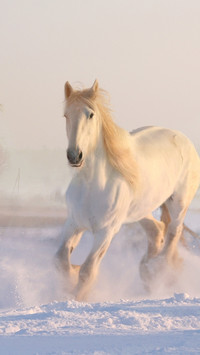A white steed running in the snow