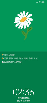 雏菊