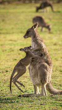 Lovely animals-01