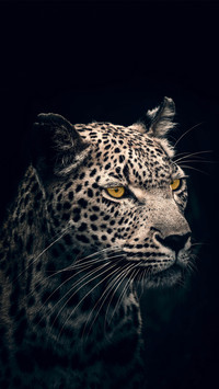 With piercing yellow eyes gazing into the distance