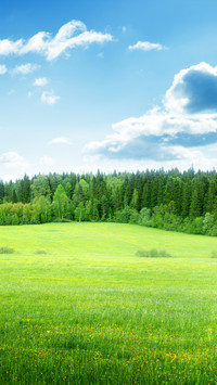 Green eye protection wallpaper