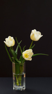 Bouquet of yellow tulips in glass vase on black background