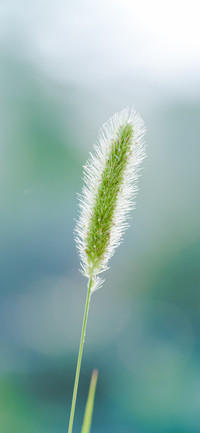 护眼植物壁纸-锐景创意