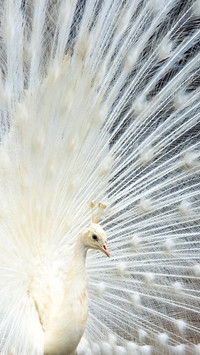 peacock_0010_peacock_0004_图层 11