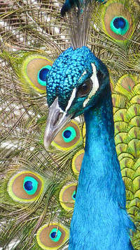peacock_0014_peacock_0000_图层 15