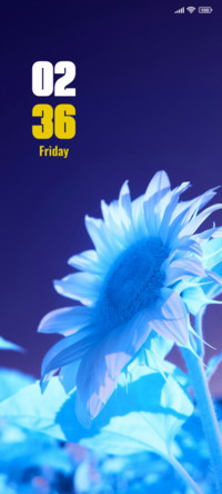 Sunflower