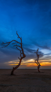 Trees without leaves