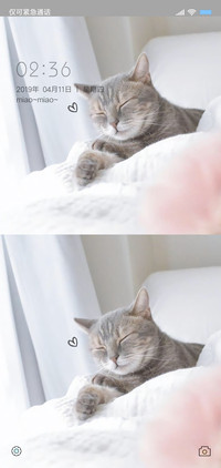 猫咪
