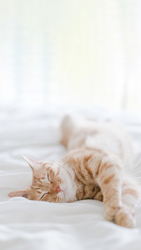 An orange cat is sleeping on the bed