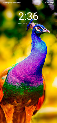 Peacock_DWM2