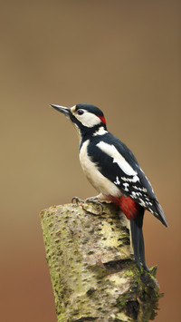 Great Spotted Woodpecker