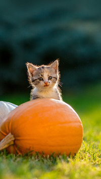 Cute siblings kittens play and sit around pumpkins