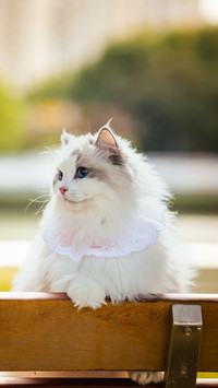 The ragdoll cat is actually extremely patient