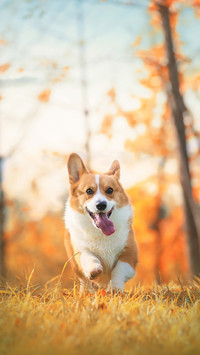 柯基犬为什么要断尾