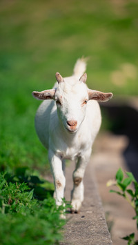 Little lamb runs on the grassland
