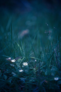 Motion Blur