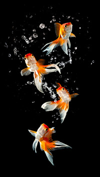Black goldfish-02