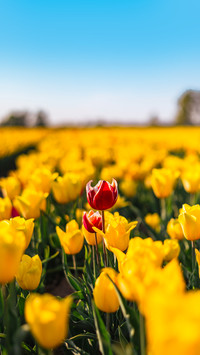 Colorful Flower Field