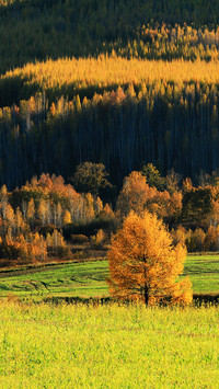 One province one autumn color