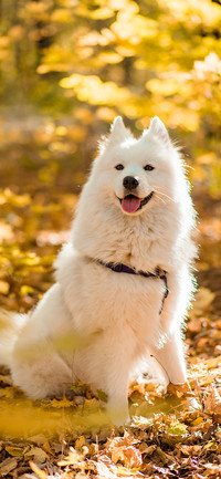 Dogs in Autumn-PAIXIN