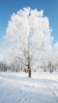 冰雪雾凇-拍信图库