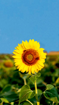 Blooming Flowers