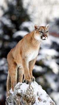 Pumas Jianghu status 94