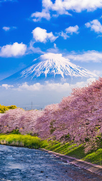 Another cherry blossom season 30