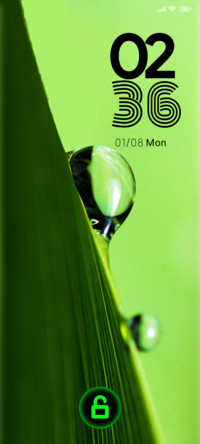 leaves dew