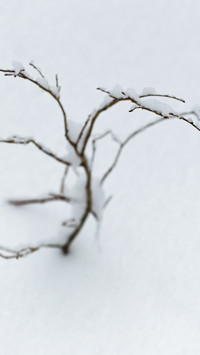 Close-up of dried leaves in the snow