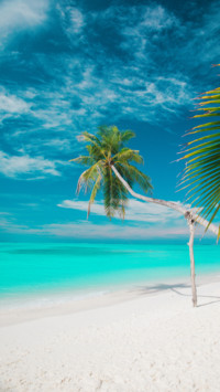 Tropical (6)