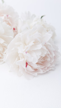 herbaceous peony