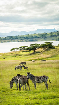 South african savanna