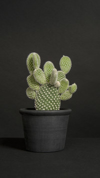 Plants that Reduce Indoor Humidity 6