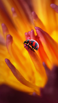 Macro insects