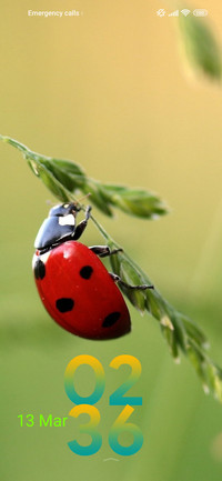 nature ladybug