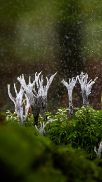 Spring scenery-09