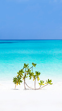 View to Maldivian Nature, White Sand and Turquoise Sea