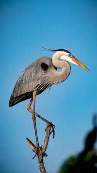 Great blue heron on top of tree in the Venice