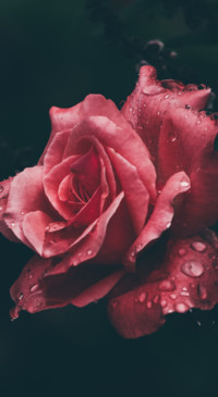 Droplets (14)