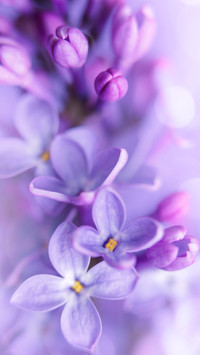 春芳满园是丁香